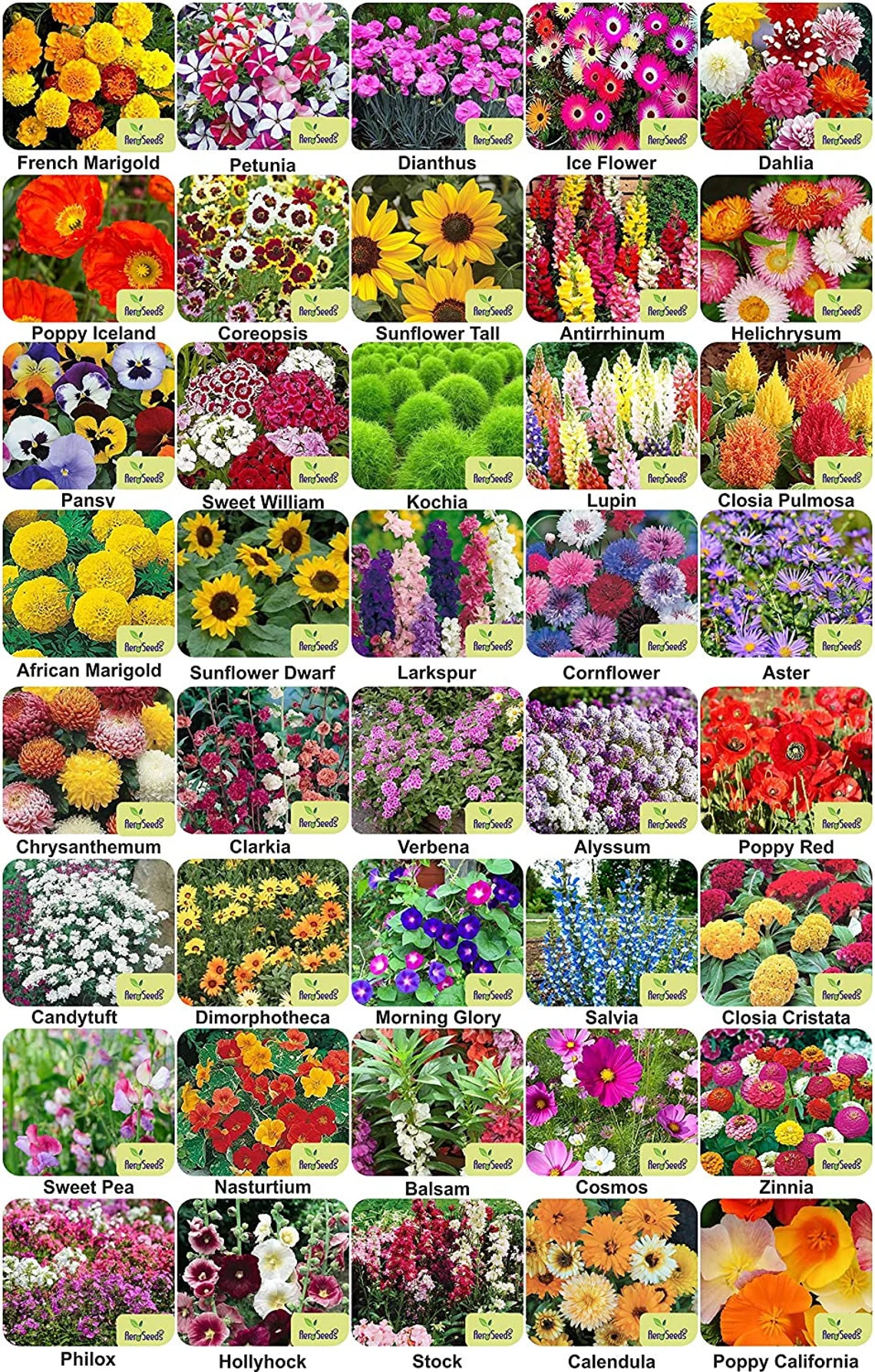 Mixed Seasonal Blooming Flower Seeds - Easy Care-chloriseeds