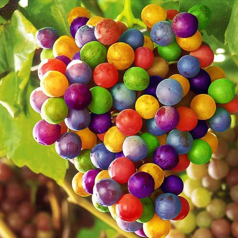🔥64%OFF 🎉Most Popular Fruits Seeds in 2024🪴Each Pack 40 Seeds