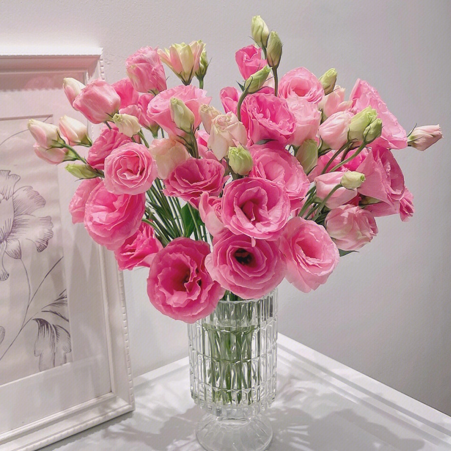 Multicolor Lisianthus(Eustoma grandiflorum) - 200 seeds