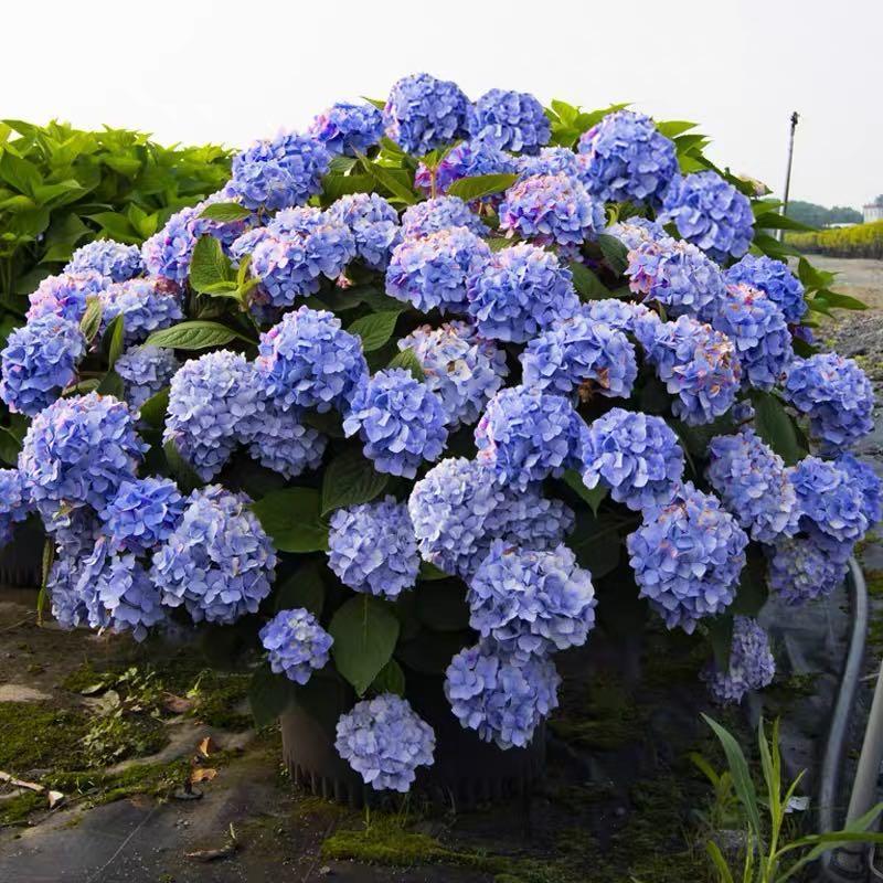 20 pcs/Pack Hydrangea Seed Bonsai Flower Seeds Hydrangea Perennial Garden Home