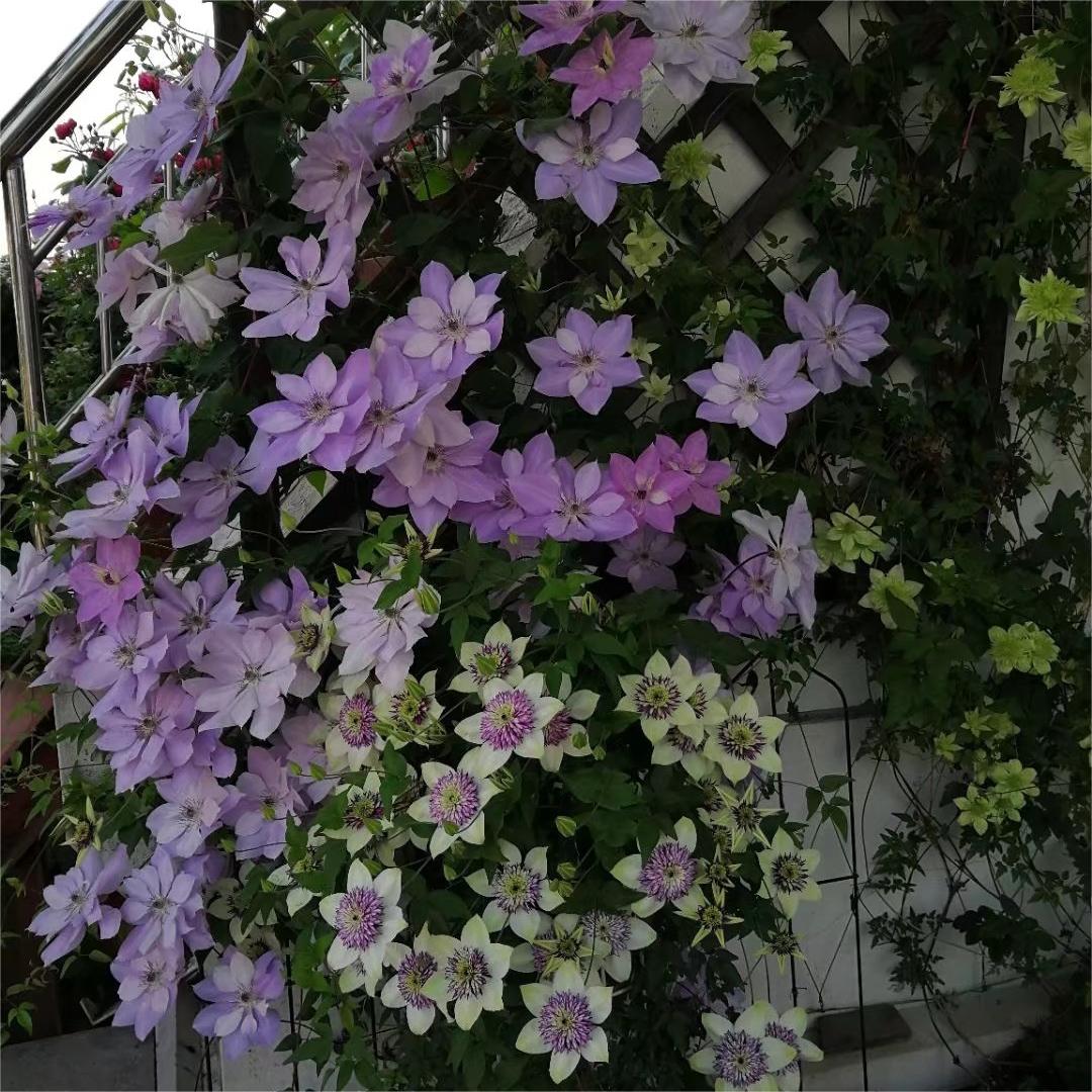 Climbing Clematis Seeds