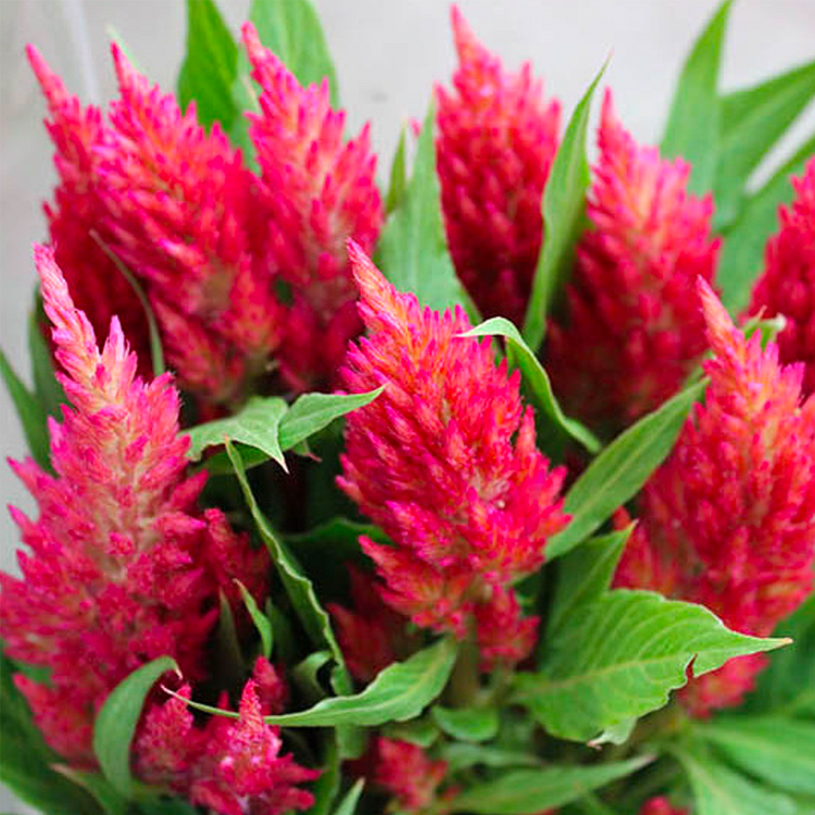 Pampas Plume Celosia Seeds
