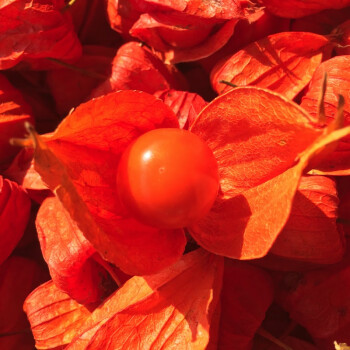 Creamy Golden Berry Fruit Seeds