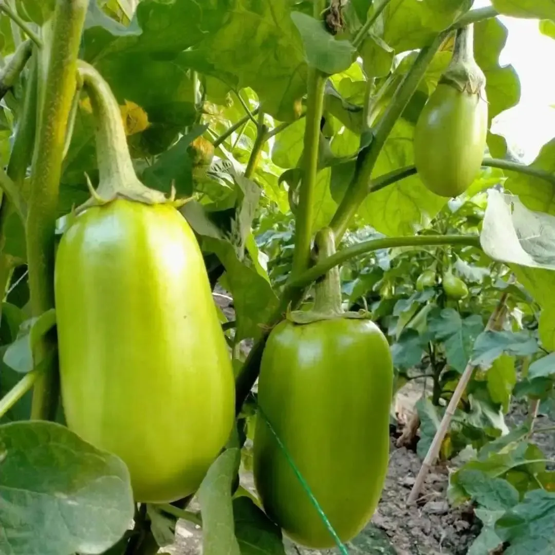 🍆 Green Can Eggplant Seeds – High-Yield, Flavorful & Adaptable