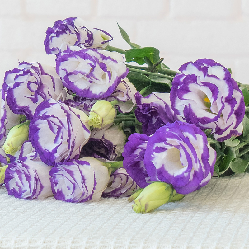 Multicolor Lisianthus(Eustoma grandiflorum) - 200 seeds