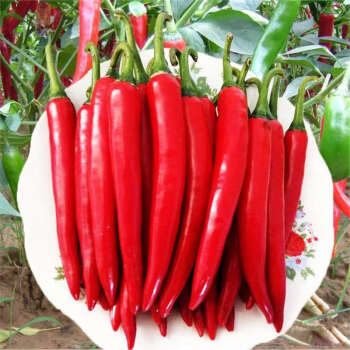 Lady Beauty Pepper Seeds