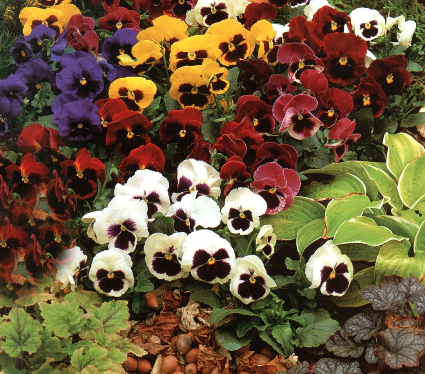 100Pcs Pansy Giant Fancy Mix Seeds