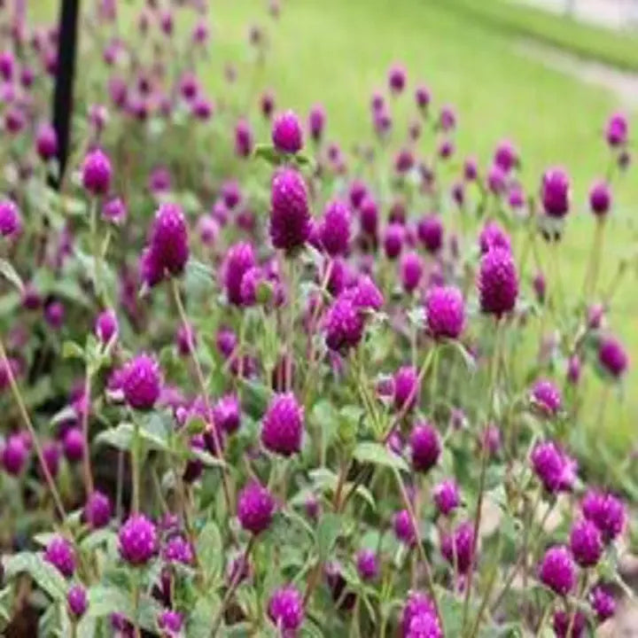 Purple Globe Amaranth Seeds, Gomphrena-chloriseeds