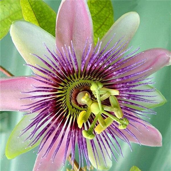 MIx Colors Passion Flower Seeds-chloriseeds