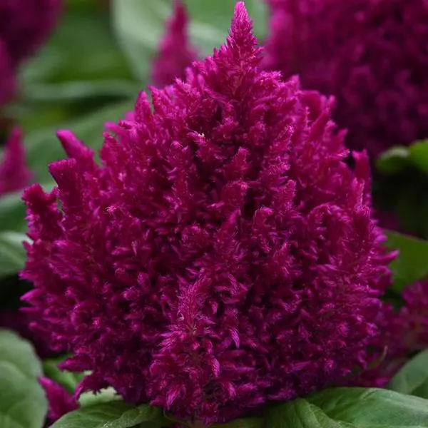 Pampas Plume Celosia Seeds
