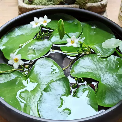 Water Snowflake Flowers Plant Seeds