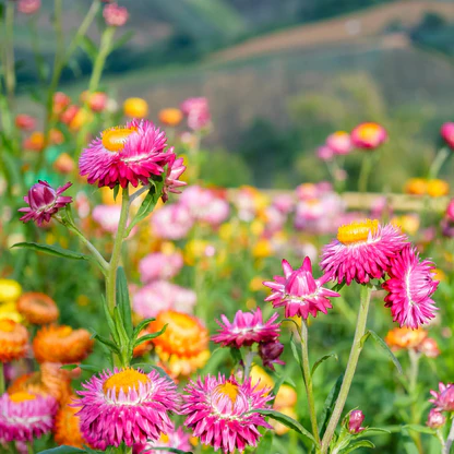 🌼 Strawflower Seeds – Everlasting Beauty for Your Garden! ✨