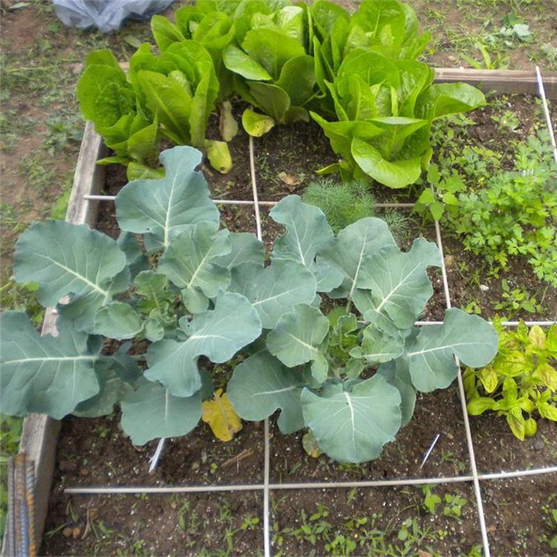 Broccoli Emerald Crown F1-chloriseeds