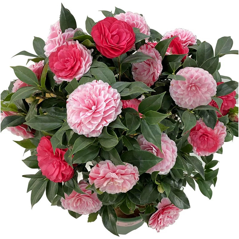 The Five-Color Red Camellia Seeds