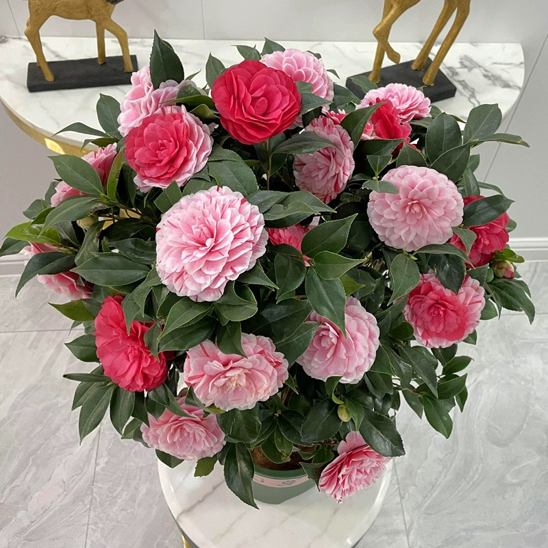 The Five-Color Red Camellia Seeds