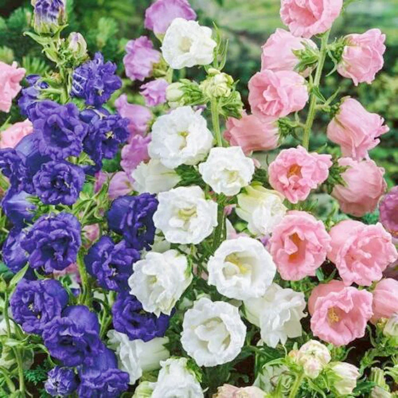 100+ Mix Campanula Bellflowers Seeds Bell Flower Tussock BalloonFlower Plants Home Garden