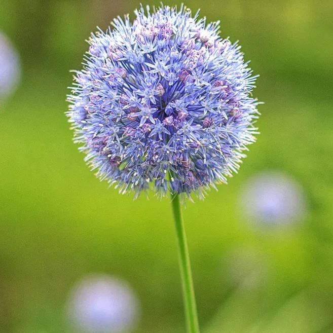 Allium azureum