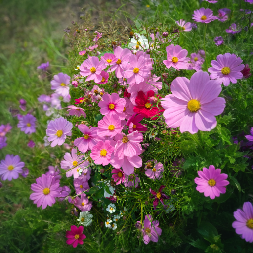 🎉Up to 70% off-🌼🌿Premium Flower Seeds Package