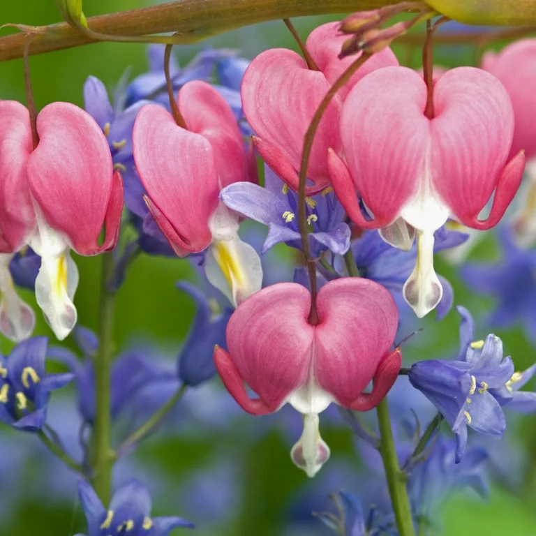 Blessing Heart Seeds-Spring Flowers