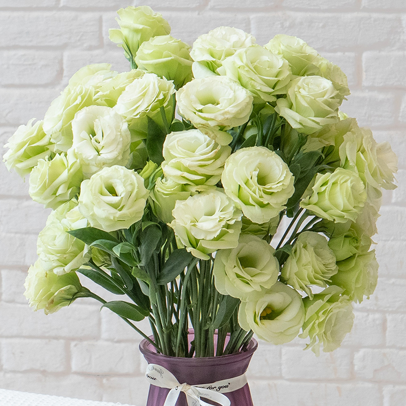 Multicolor Lisianthus(Eustoma grandiflorum) - 200 seeds