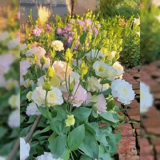 Multicolor Lisianthus(Eustoma grandiflorum) - 200 seeds