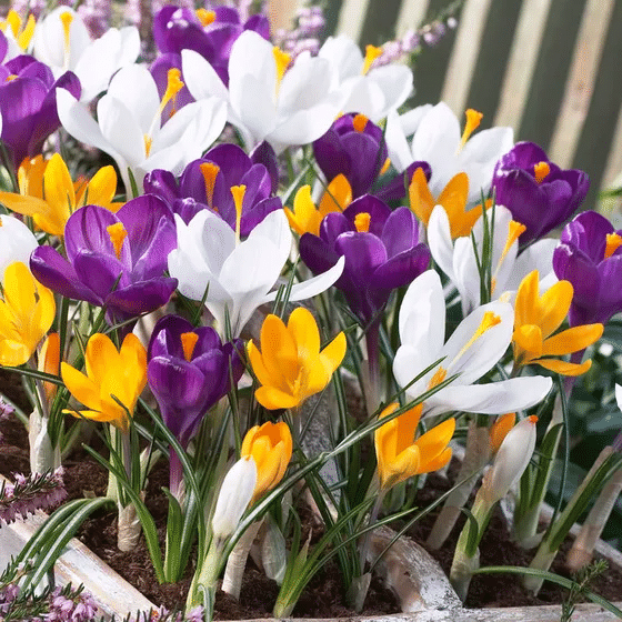 CROCUS BULBS - LARGE FLOWERING MIX