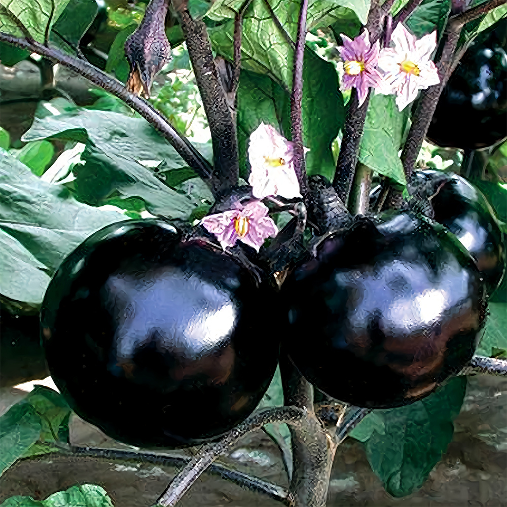 Purple-Black Round Eggplant Seeds