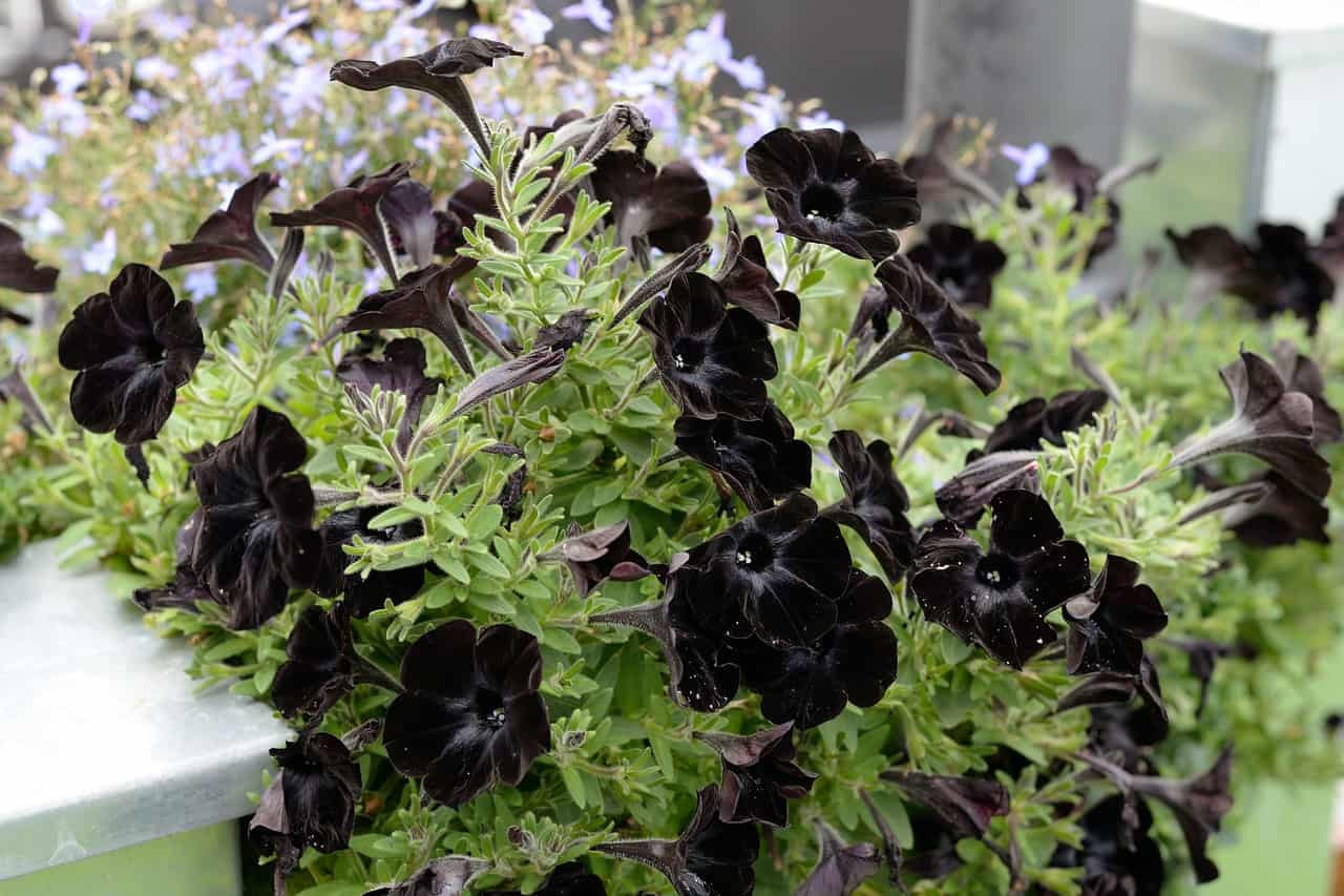 Black Petunia Seeds