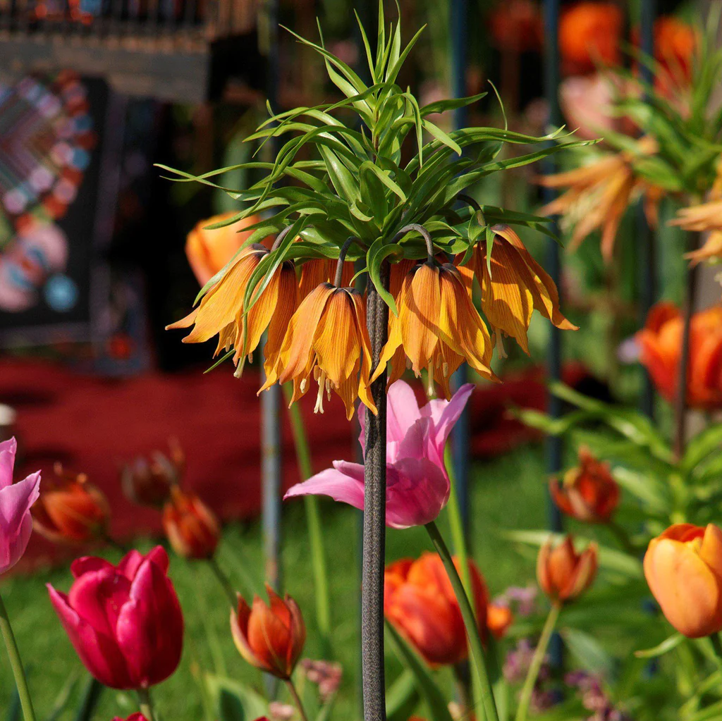 Fritillaria Crown Imperial Aurora