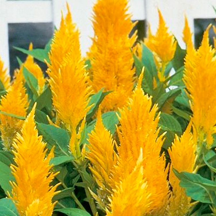 Pampas Plume Celosia Seeds