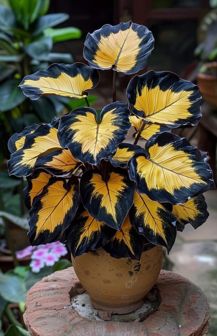 🎨🪴 Colorful Leaves– Grow Your Own Caladium#13