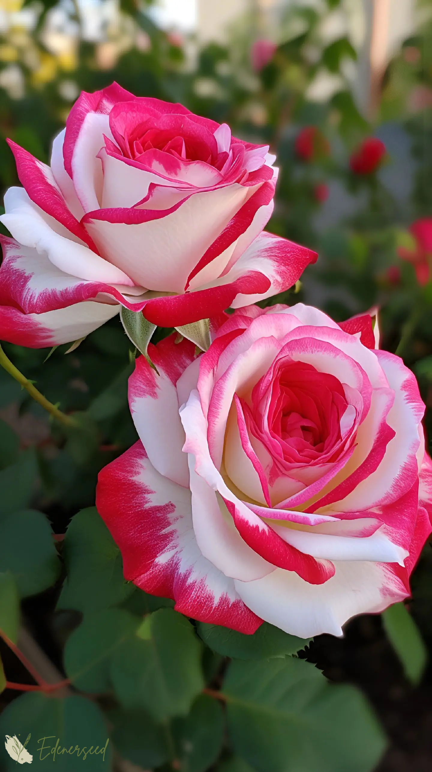 💙BLAUE ZAUBERROSENSAMEN✨