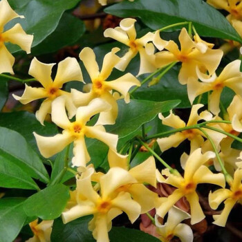 Windmill Jasmine Seeds