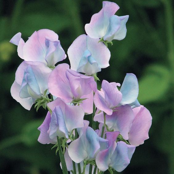 Sweet Pea Flower Seeds 🌸