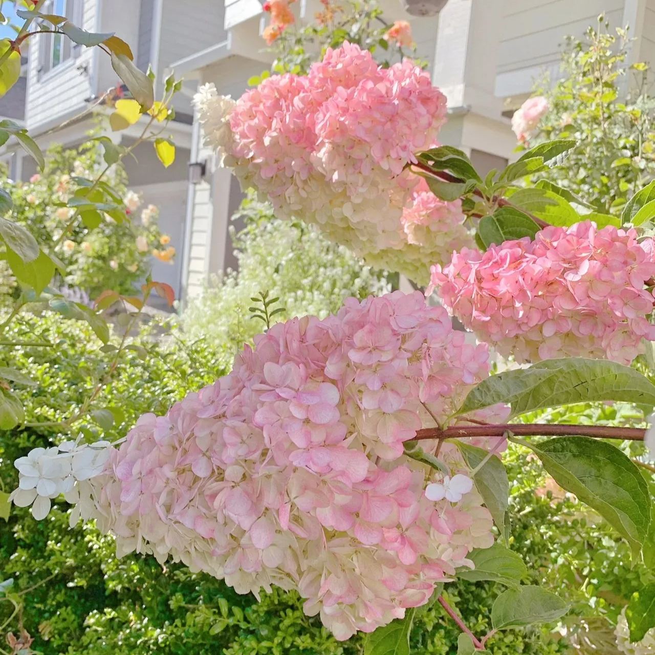 Cone Hydrangea Flowers Seeds-Vanilla Strawberry & Limelight-chloriseeds