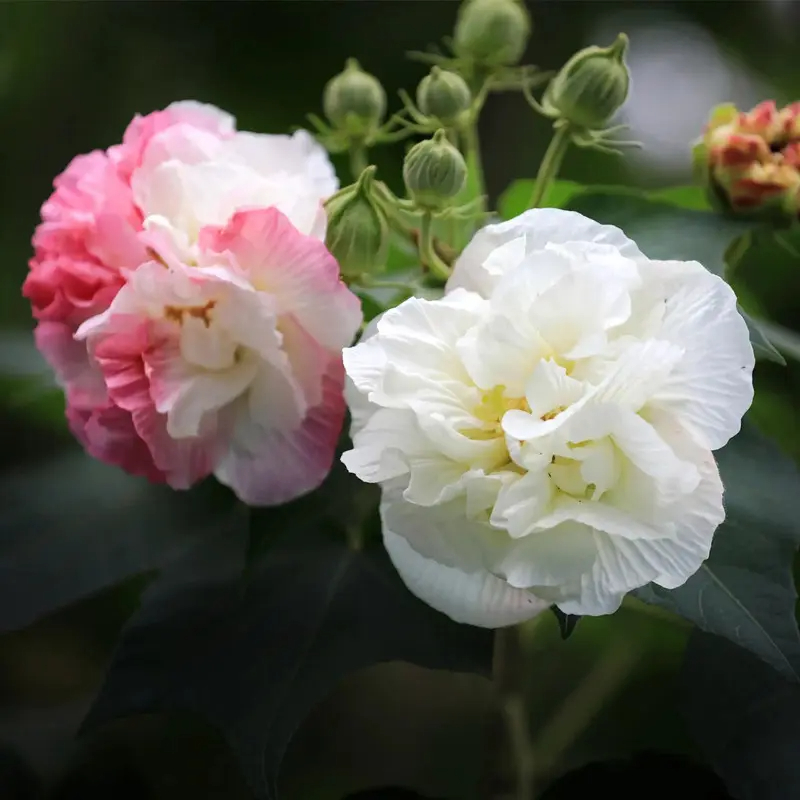 Tricolor Magic Garden Hibiscus