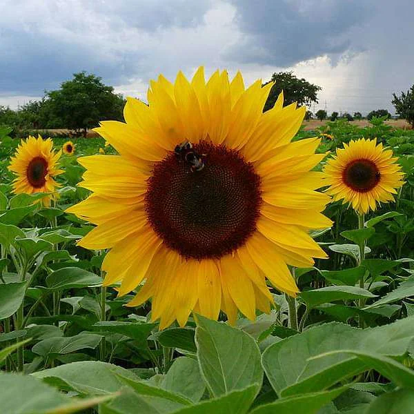 🌻Black and Red Sunflower (Helianthus annuus) – Dramatic & Unique Garden Centerpiece🌻 