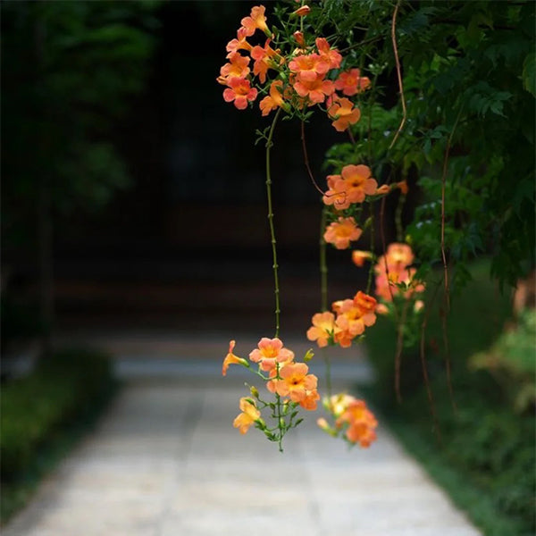 Trumpet Vine-chloriseeds