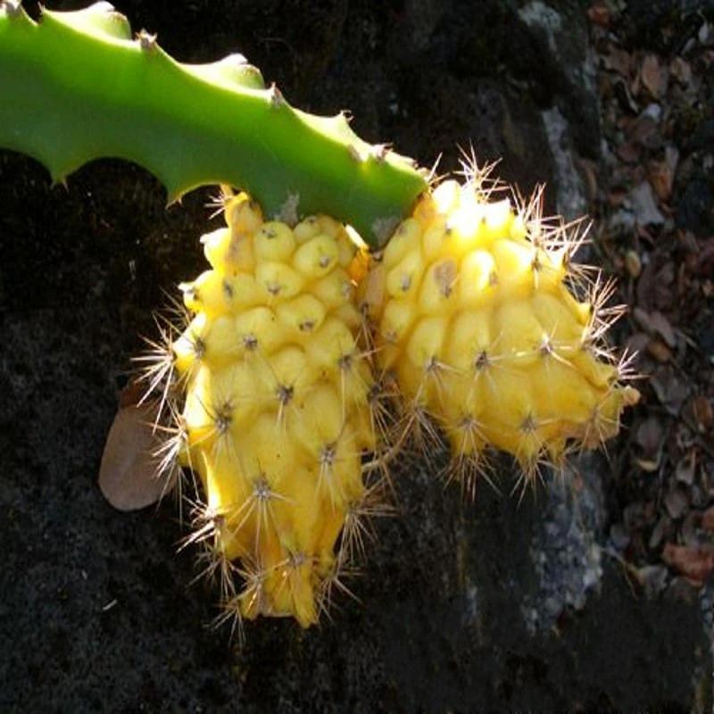 Egrow 50 Pcs/Pack Yellow Pitahaya Seeds Dragon Fruit Hylocereus Undatus Fruit Seeds-chloriseeds