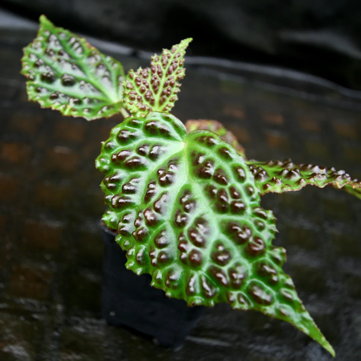 Begonia ferox (Begonia species)