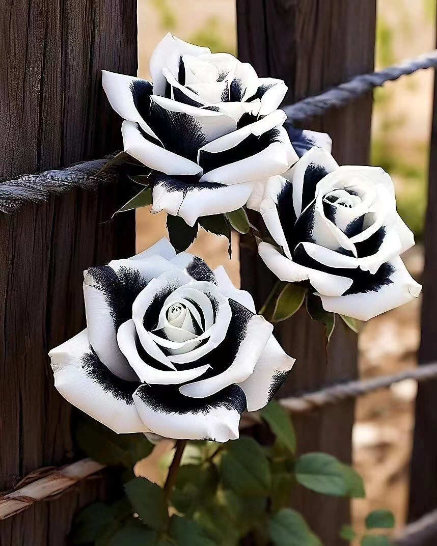 🤍Rare Black and White Twin Roses🖤
