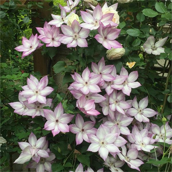 Climbing Clematis Seeds