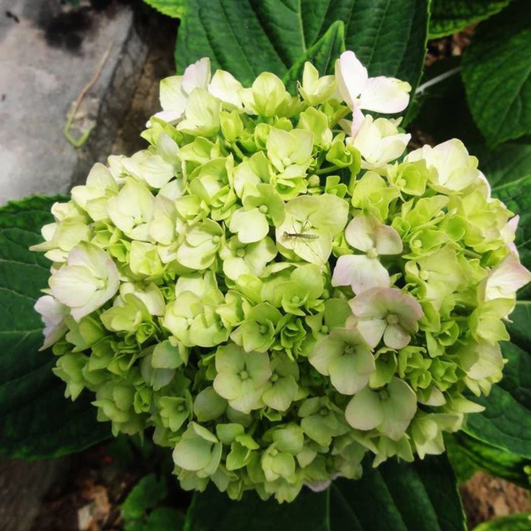 💙100 Pcs Hydrangea Seed Bonsai Flower Seeds ☀️Hydrangea Perennial Garden Home