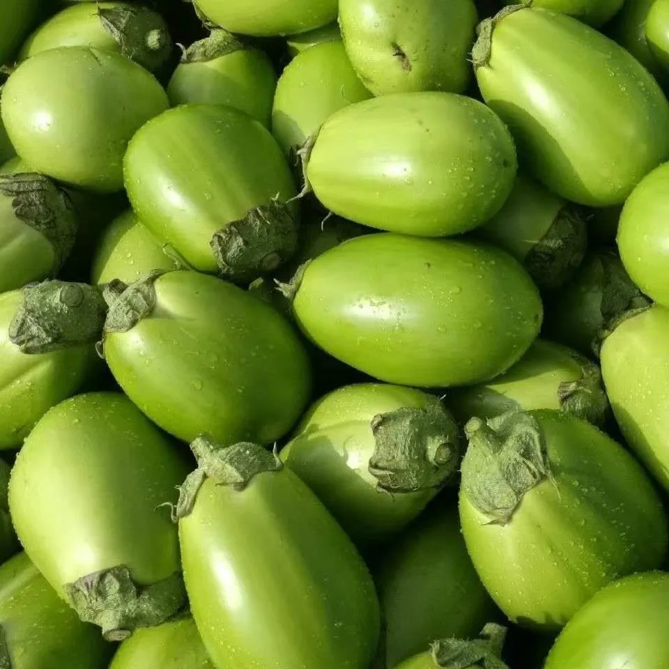 🍆 Green Can Eggplant Seeds – High-Yield, Flavorful & Adaptable