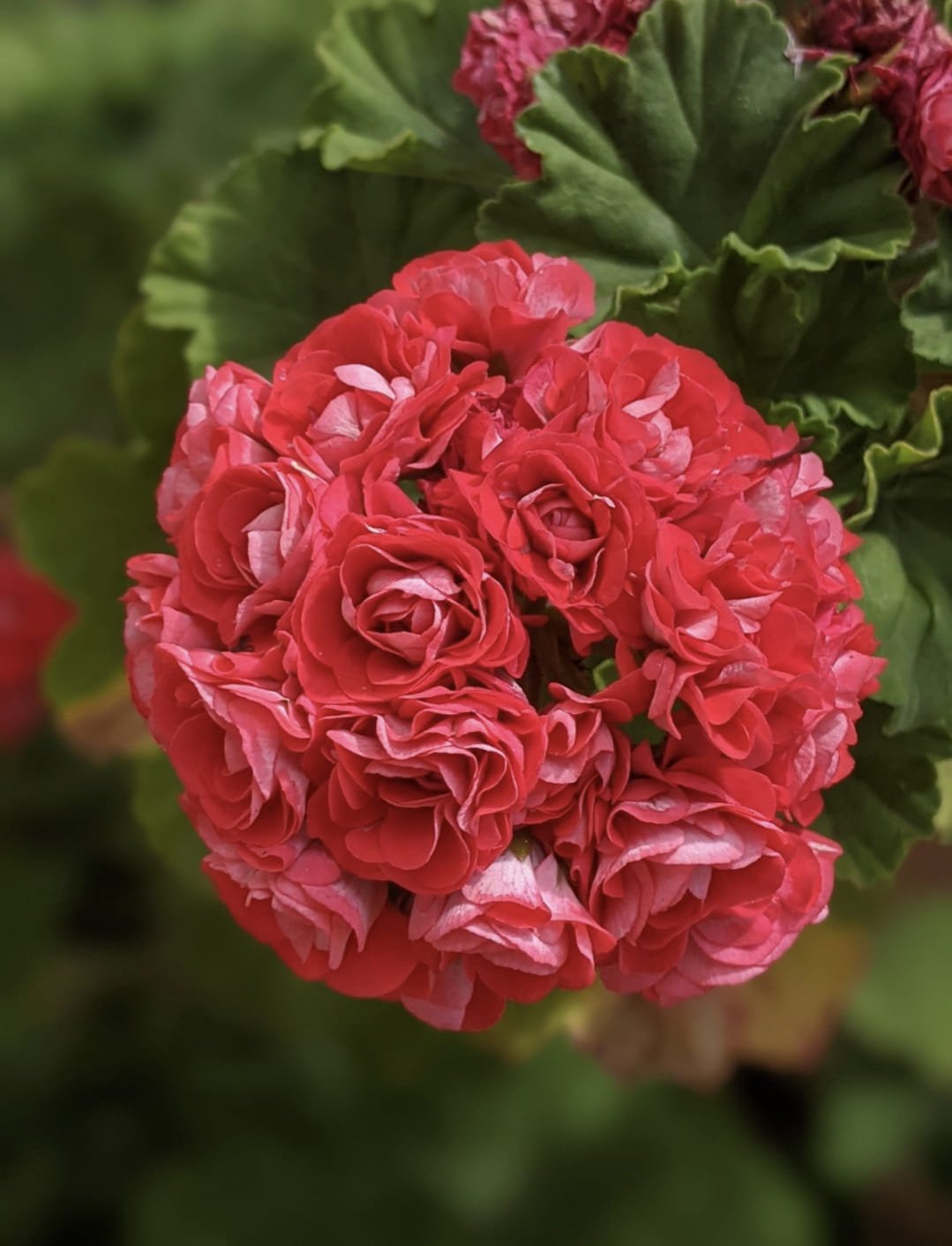 Red Apple Blossom Geranium Seeds-chloriseeds