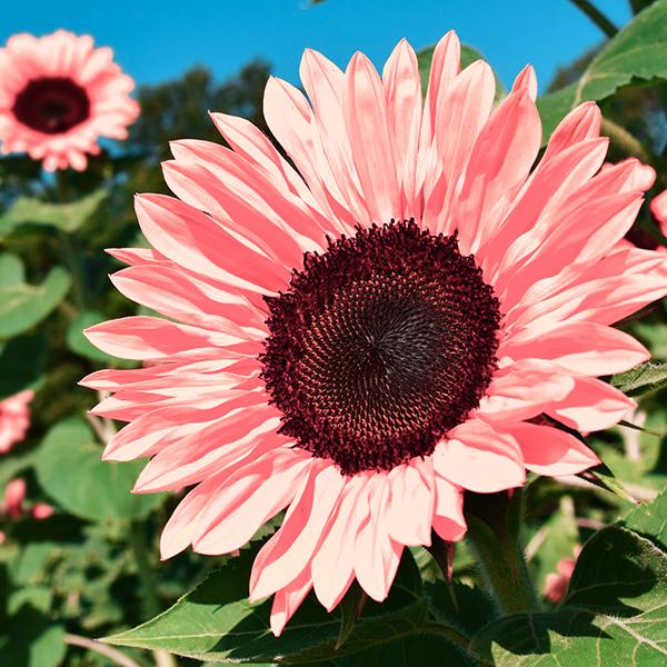 Pink Sunflower Seeds-High Germination Rate Wonderful Choice for Garden