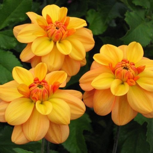 Dahlia ‘Ginger Snap’ Seeds