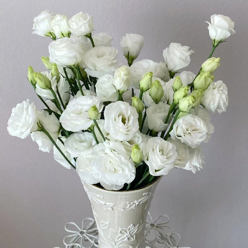 Multicolor Lisianthus(Eustoma grandiflorum) - 200 seeds