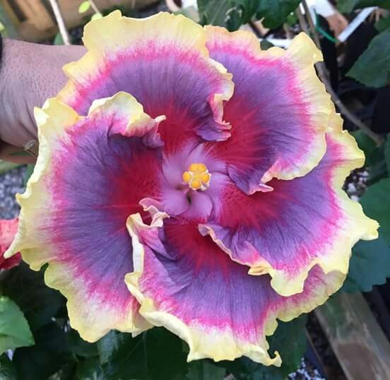 Giant Hibiscus Seeds, Rose Mallow Seeds, Frost-Resistant Flower Seeds