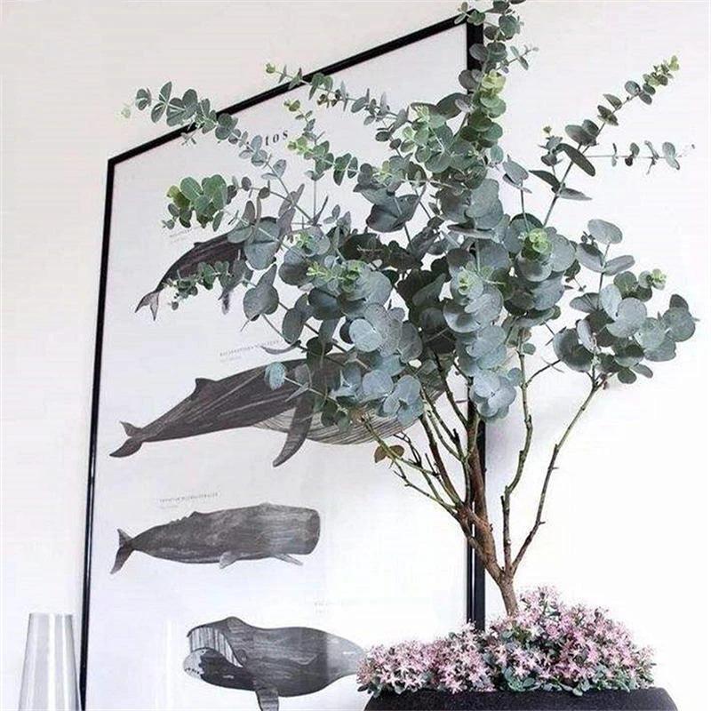 Egrow 50 Pcs/Pack Eucalyptus Seeds Silver Dollar Tree Eucalyptus Cinerea-chloriseeds